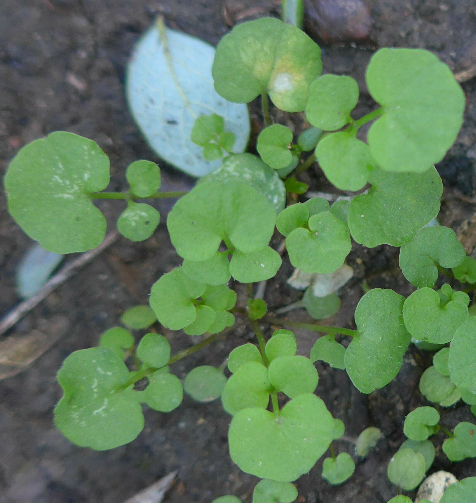 High Resolution Cardamine oligosperma Shoot